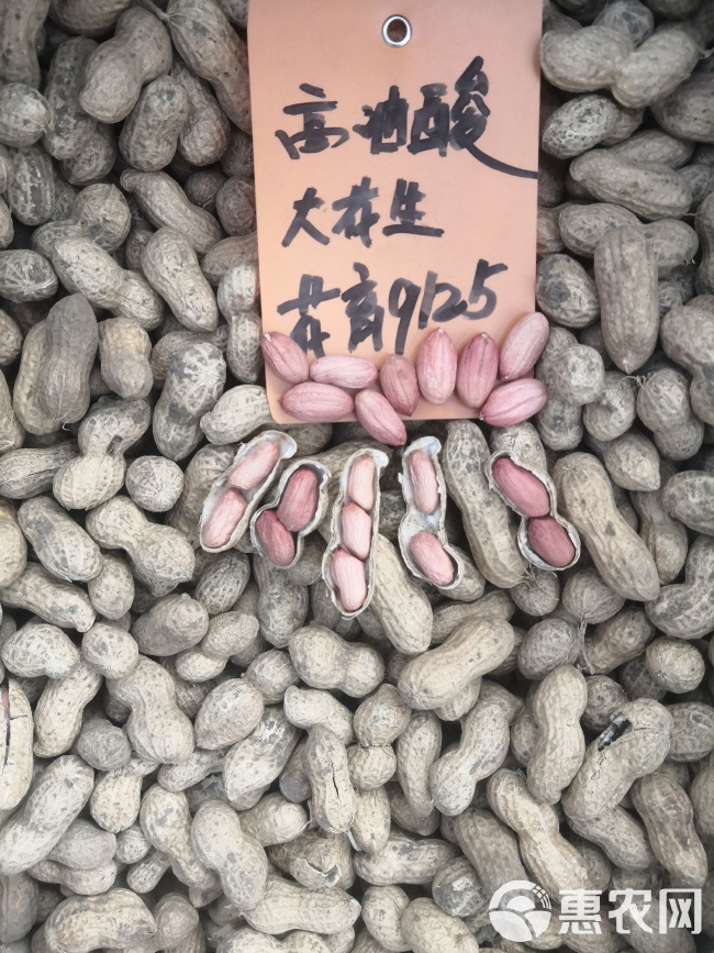 最新花生品種，小巷中的隱秘寶藏發(fā)現(xiàn)