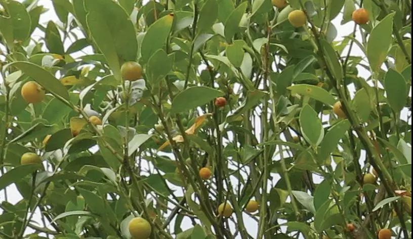 廣場(chǎng)燈具 第286頁(yè)