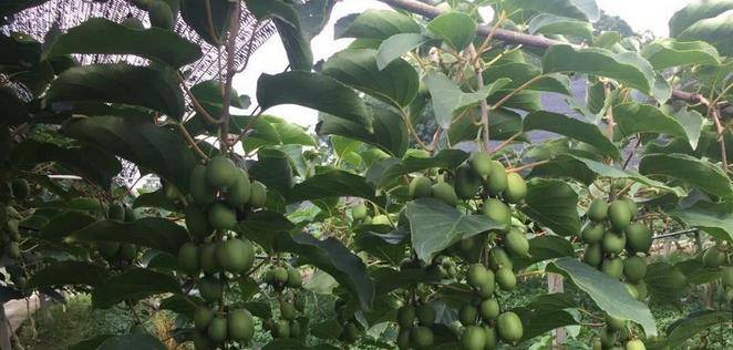 最新型果樹，小巷中的綠色寶藏與獨(dú)特風(fēng)味小店的探索