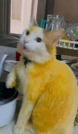 男友最新動態(tài)，科技巔峰之作，引領未來生活新紀元風潮