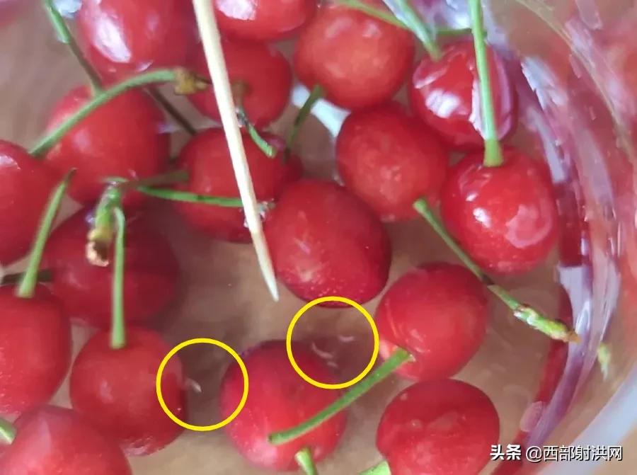 射洪上市公司，小巷深處的獨特風味揭秘