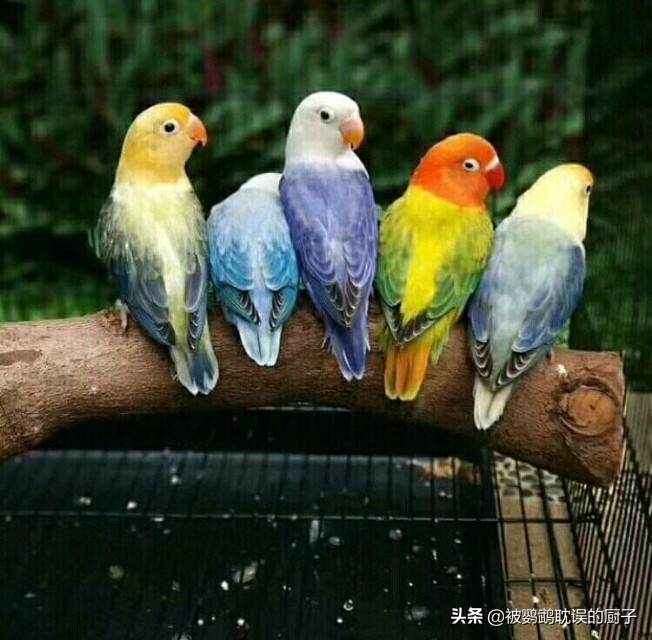 牡丹鸚鵡最新報價，市場走勢分析與選購指南