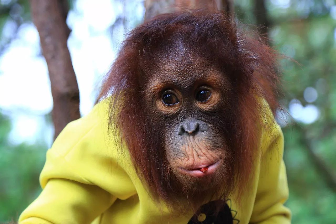 科技重塑人與自然和諧交響，動(dòng)物大明星的交響樂章