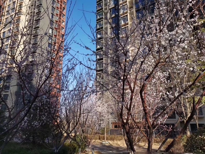 燕郊房價動態(tài)更新，科技引領(lǐng)房產(chǎn)新紀(jì)元，最新資訊速遞