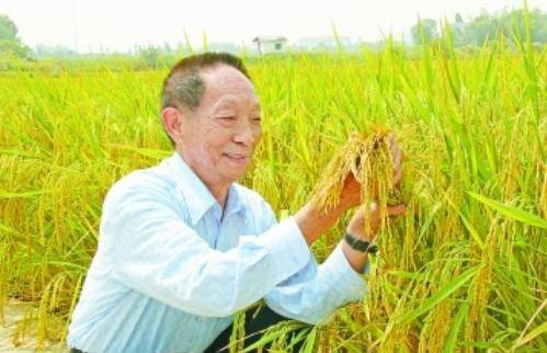 袁隆平最新科研進(jìn)展揭秘，突破性進(jìn)展引人矚目