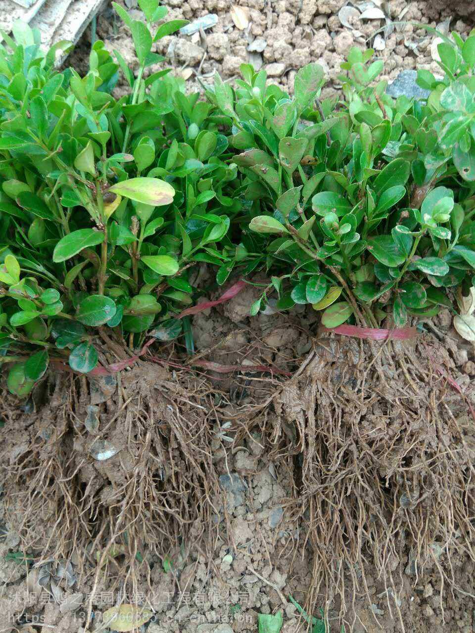 黃楊小苗價格探尋之旅，自然美景的邂逅與發(fā)現(xiàn)