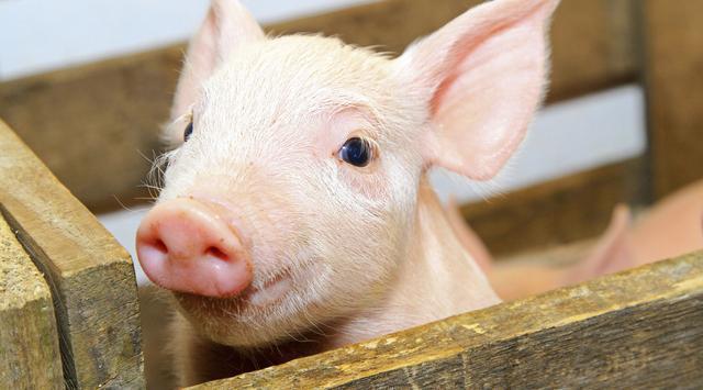 全國(guó)生豬最新行情深度解析與觀點(diǎn)闡述，今日市場(chǎng)趨勢(shì)分析