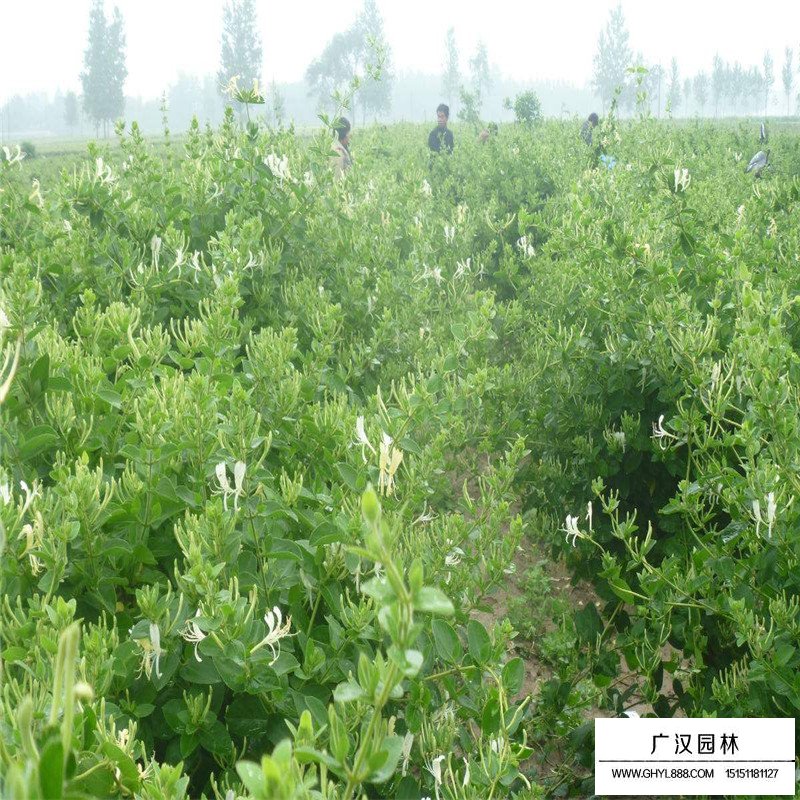 金銀花最新行情與機遇，價格變動中的自信與成就感之源