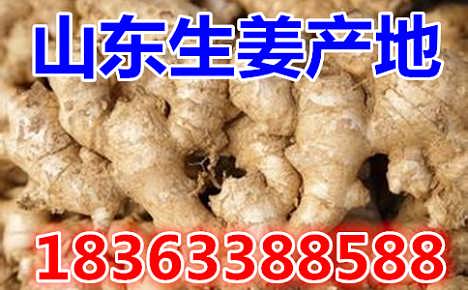 鮮姜最新價(jià)格揭秘，自然美景背后的旅行探索之旅