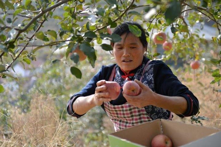 沂源蘋果最新價(jià)格，綠色之旅帶來內(nèi)心的平靜