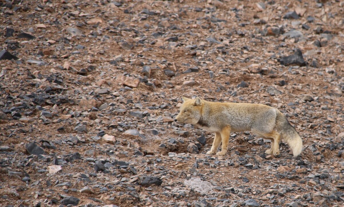 最新野狐，學(xué)習(xí)變化，自信助力夢(mèng)想實(shí)現(xiàn)
