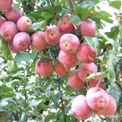 西太后愛心包最新系列，時(shí)尚與慈善的完美結(jié)合，展現(xiàn)獨(dú)特魅力風(fēng)采